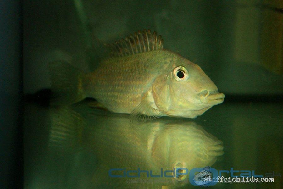 Geophagus steindachneri - nosiaca samica