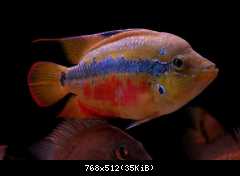 cichlasoma salvini - samica 9cm