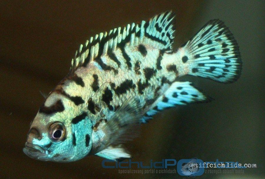 Blue Jack Dempsey - mladý 3,5cm