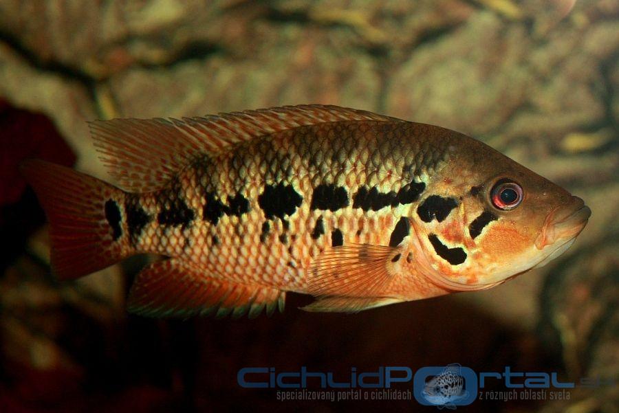 parachromis motaguensis