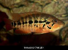 parachromis motaguensis