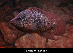 herichthys cyanoguttatus