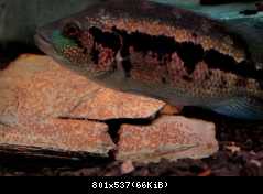 P. dovii - samica nad ikrami