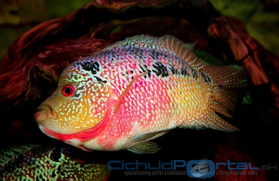 flowerhorn