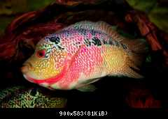 flowerhorn