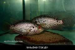 Parachromis managuensis - pár pri trení