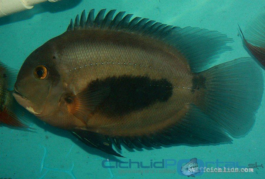 Uaru amphiacanthoides chovný samec - 29cm