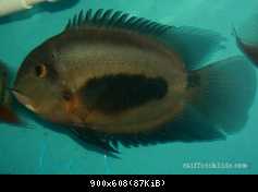 Uaru amphiacanthoides chovný samec - 29cm