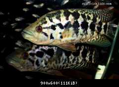 P. managuensis - pár s mladými