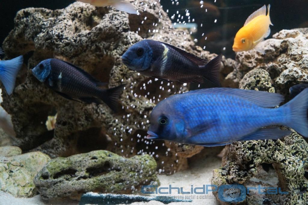 Akvarium Cichlid