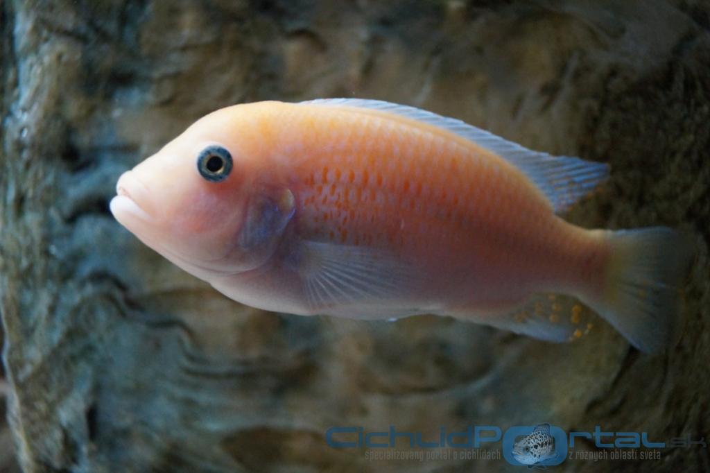 Pseudotropheus zebra red