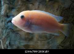 Pseudotropheus zebra red