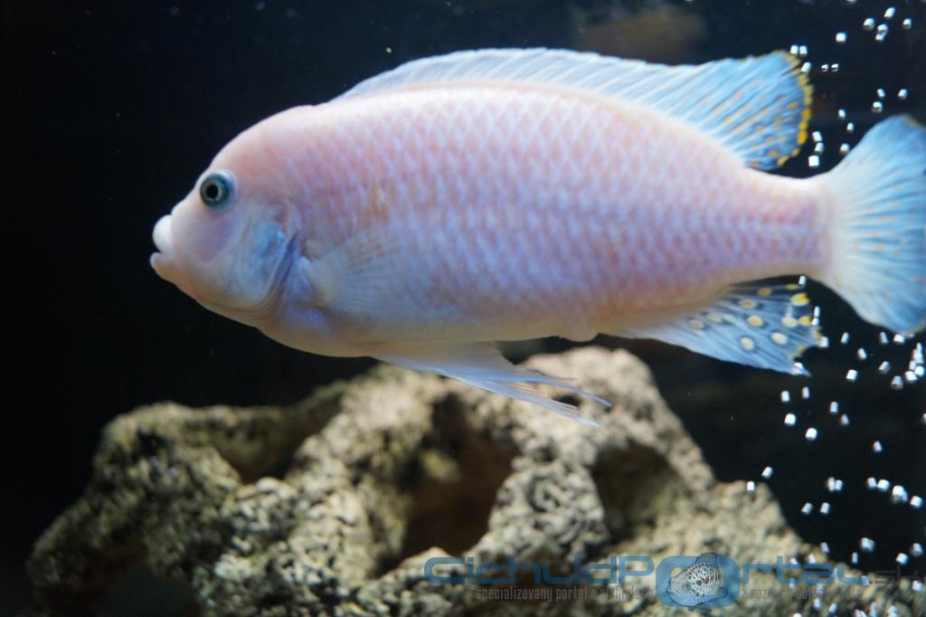 Pseudotropheus zebra red