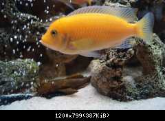 Pseudotropheus zebra red