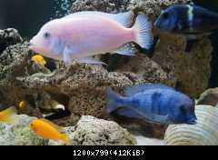 Akvarium Cichlid