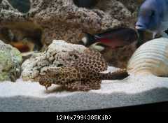 Akvarium Cichlid