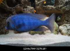 Cyrtocara moori