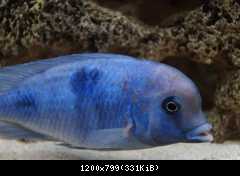 Cyrtocara moori
