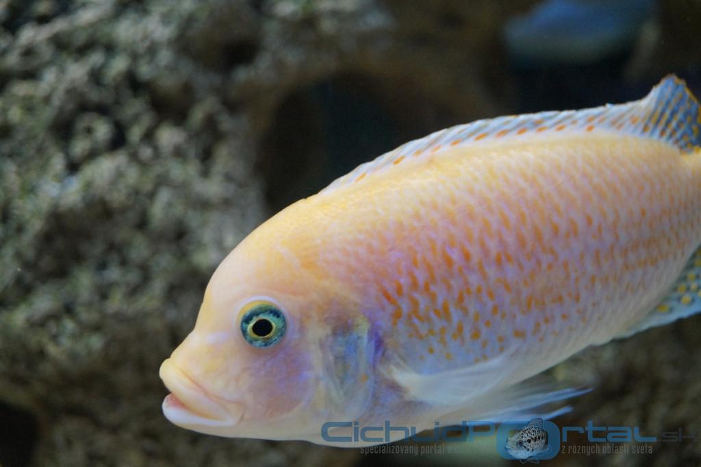 Pseudotropheus zebra red