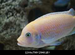 Pseudotropheus zebra red