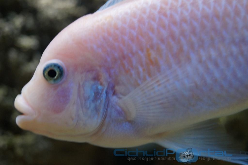 Pseudotropheus zebra red