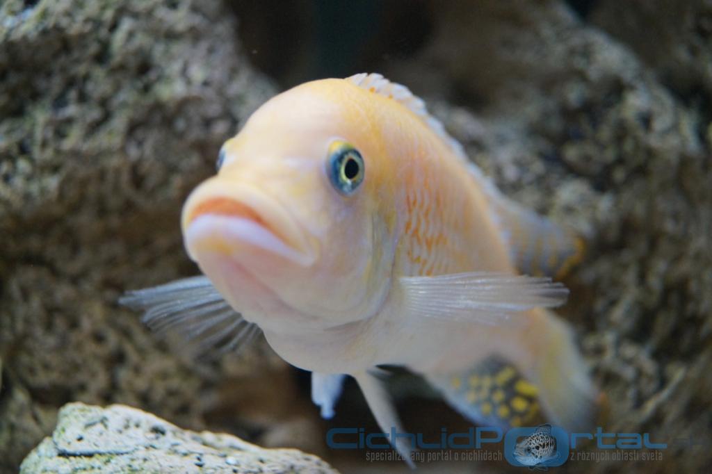 Pseudotropheus zebra red