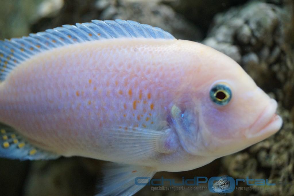 Pseudotropheus zebra red