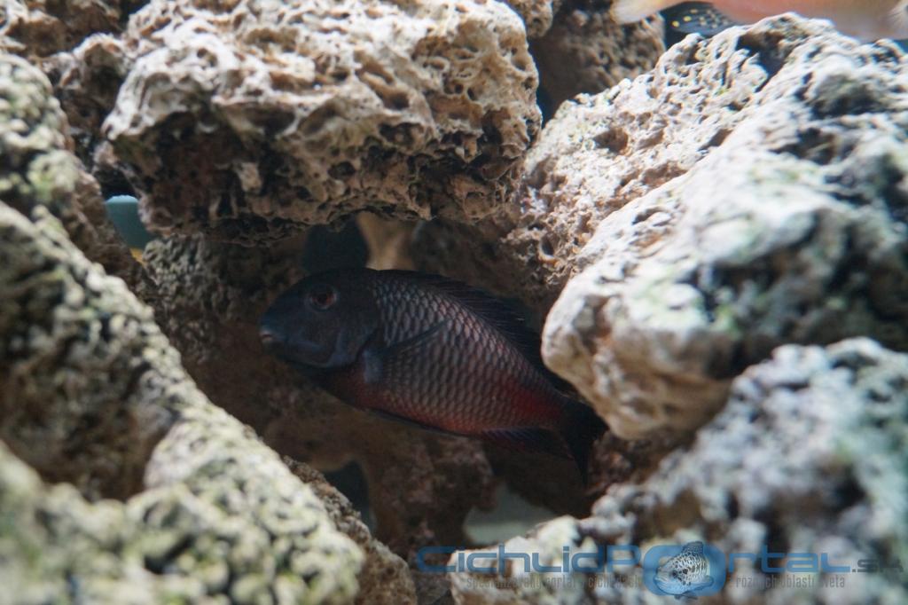 Tropheus sp. red Moliro