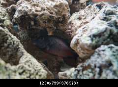 Tropheus sp. red Moliro