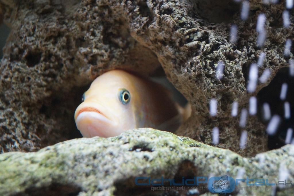 Pseudotropheus zebra red