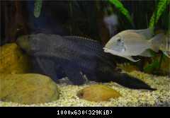 Gibbiceps 40cm