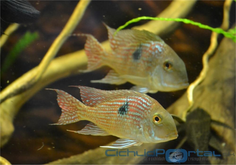 pár geophagus pindare