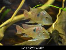 pár geophagus pindare