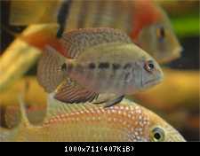 Hoplarchus psittacus