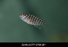 Tropheus murago mladý.