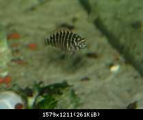 Tropheus murago mladý 2.