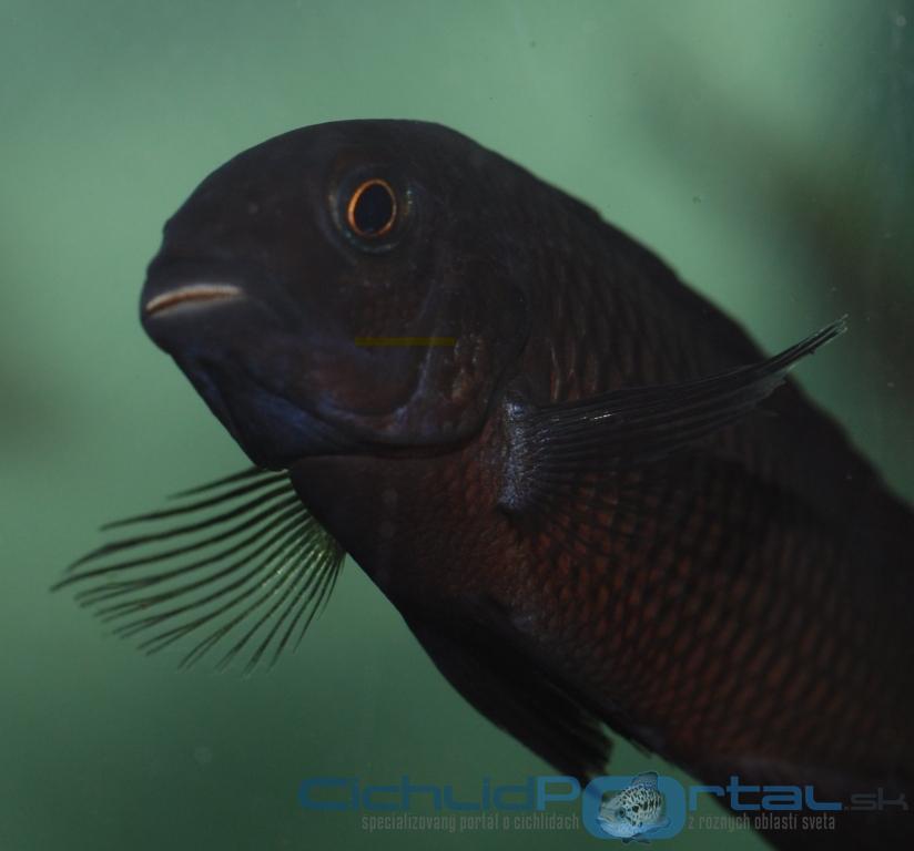 Tropheus chimba 2