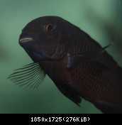 Tropheus chimba 2