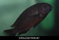 Tropheus chimba