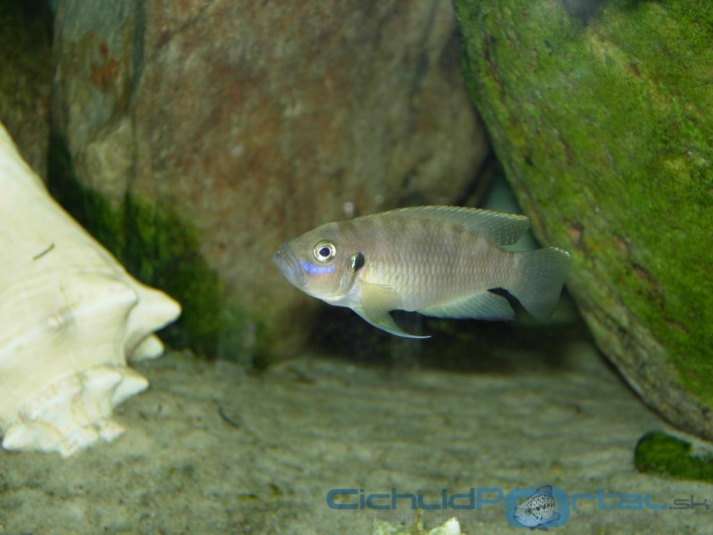 Lamprologus  brevis hybrid