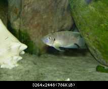 Lamprologus  brevis hybrid