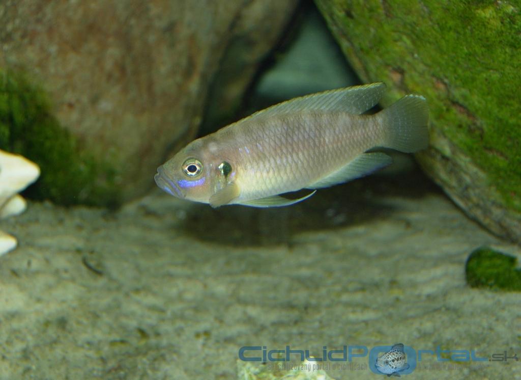 Lamprologus  brevis hybrid 2