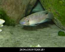 Lamprologus  brevis hybrid 2