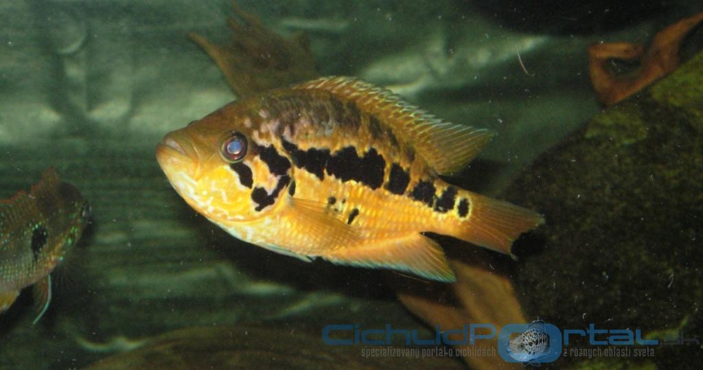 Parachromis loi.