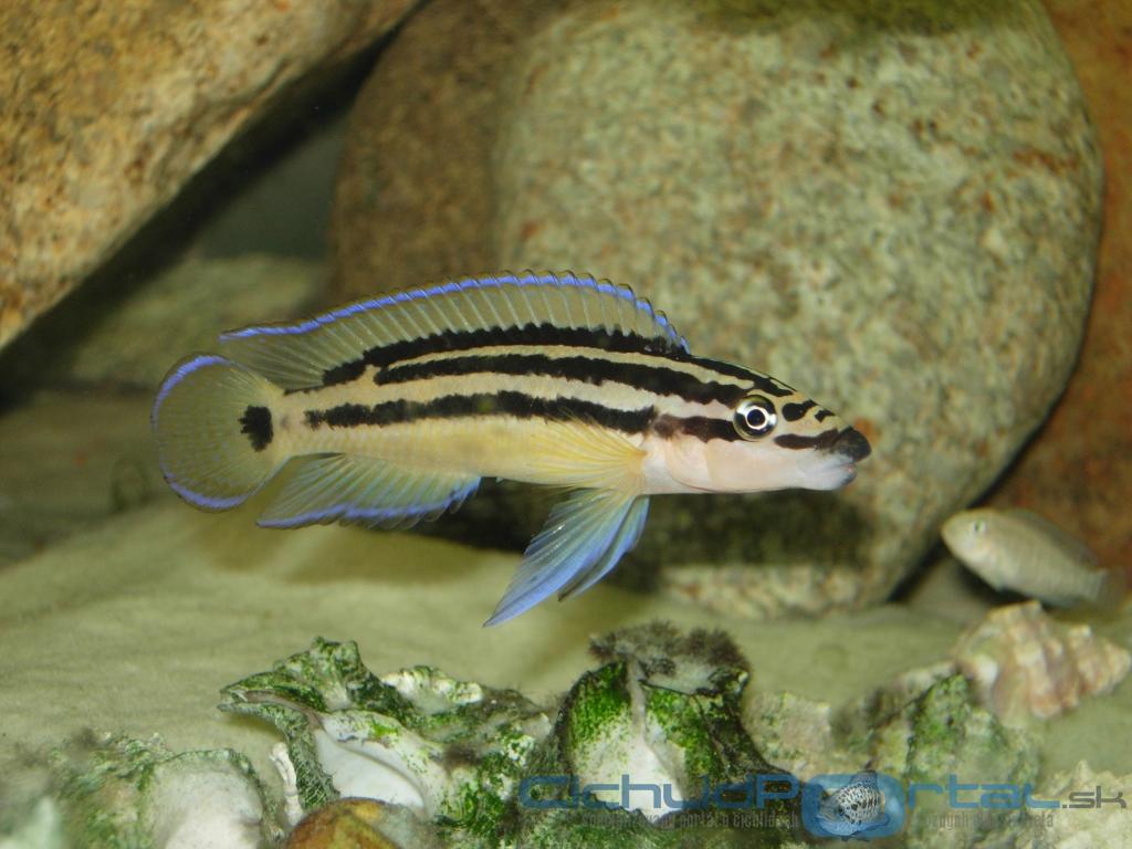 Julidochromis ornatus