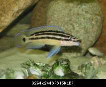 Julidochromis ornatus