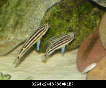 Julidochromis ornatus