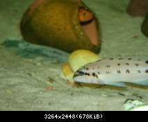 Chalinochromis sp. " Ndobhoi "