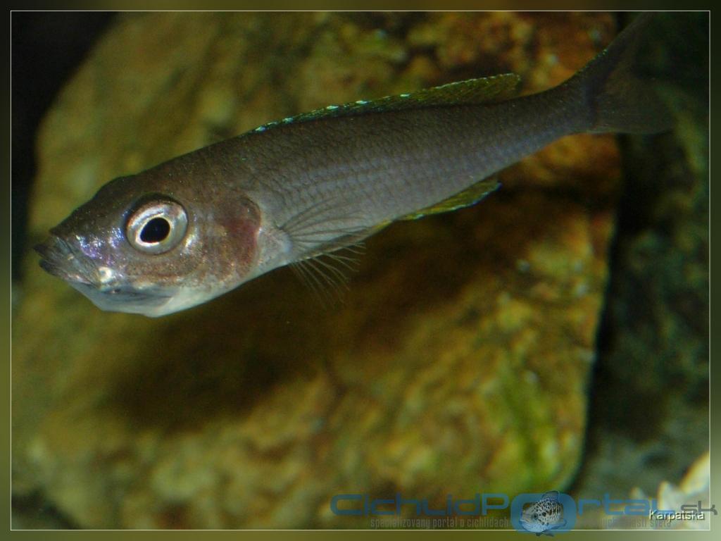 Cyprichromis