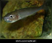 Cyprichromis